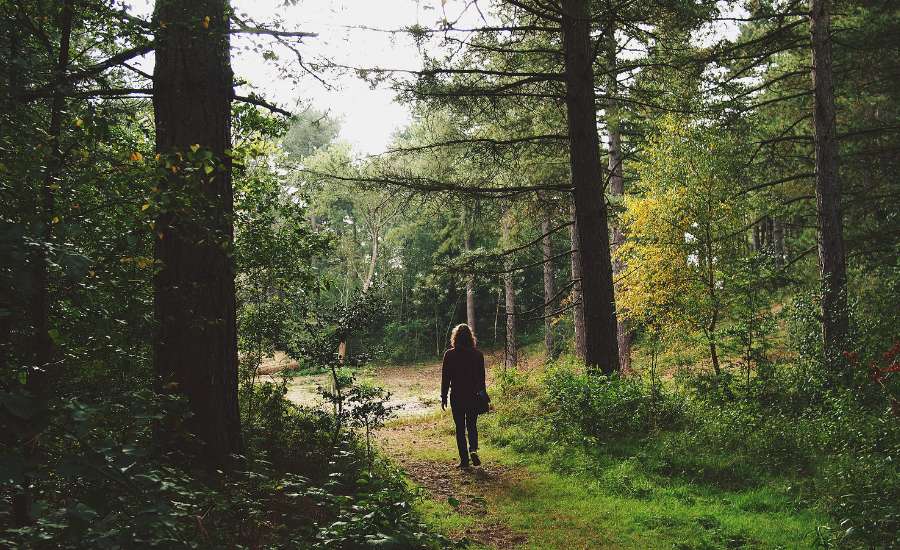 Un bain de forêt se pratique en pleine conscience.